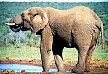 Trinkender Elefant, Addo Elephant Park