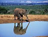 trinkender Elefant, Addo Elephant Park