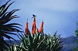Vogel auf Akazien-Blüte