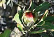 .Die Protea ist die Nationalpflanze Südafrikas. 